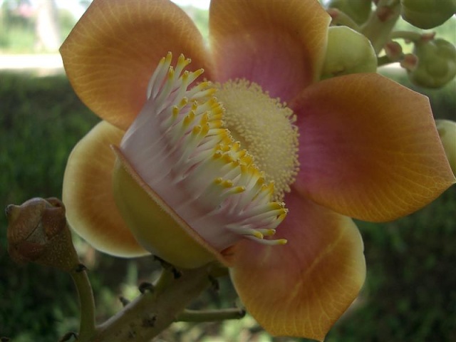 Couroupita Guianensis