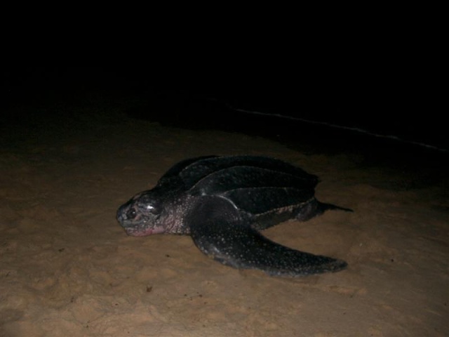 Lederschildpad (Dermochelys Coriacea)